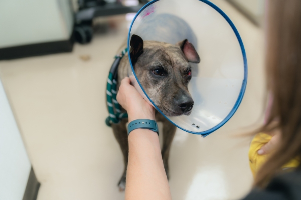 veterinary services  Honolulu, HI 